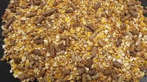 Dairy Cattle Feed