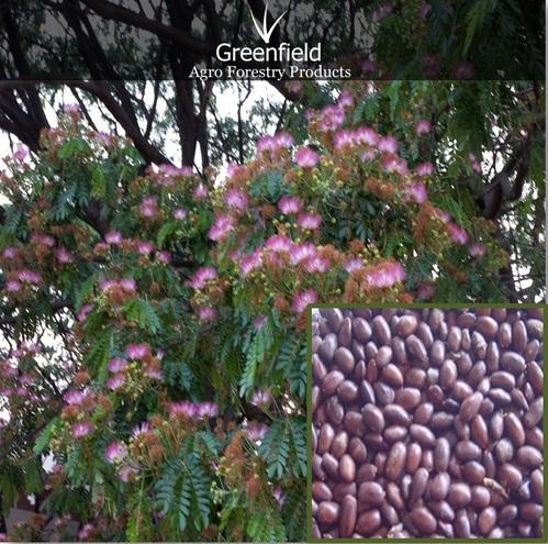 Ornamental Tree Seeds