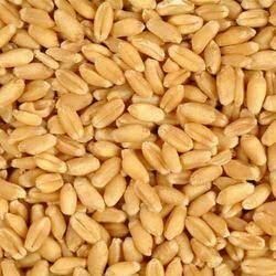P Jaysukhlal & Company Wheat