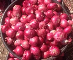 Fresh Onion - Premium Quality, Rich in Antioxidants and Antibacterial Properties, Year-Round Availability