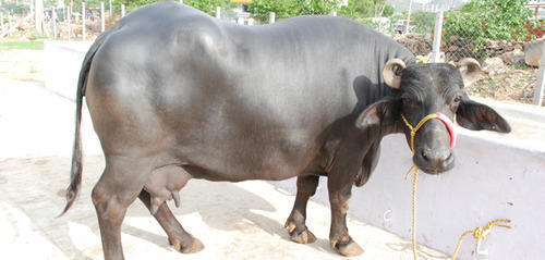 Haryanvi Murrah Buffalo