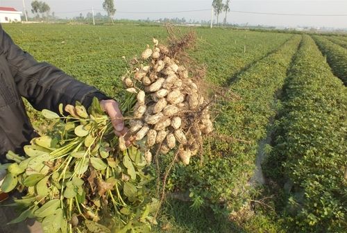  सफेद परिष्कृत मूंगफली का तेल 