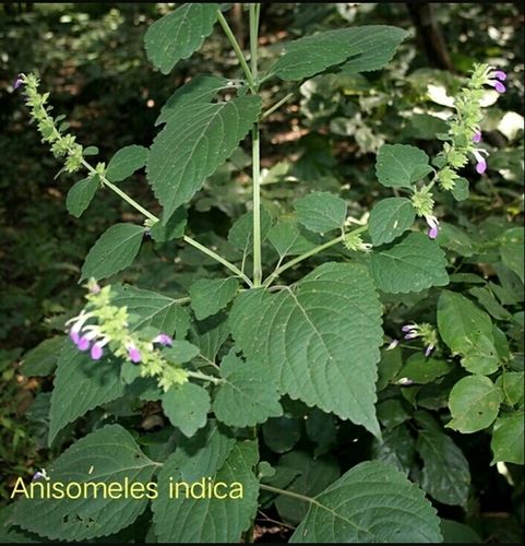 Anisomeles Indica Plant