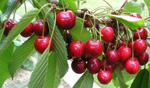 Cherry Fruits