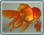 Goldfish