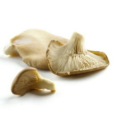 Oyster Mushroom - Nutrient-Rich Gourmet Variety | High in Zinc, Iron, Vitamins C, B-1, B-2, Folate