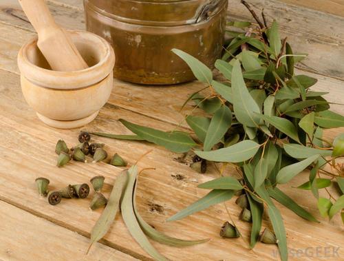 Eucalyptus Oil Age Group: Adults