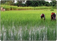 Basmati Paddy - Premium Long-Grain Rice, Naturally Grown in Himalayan Snow-Fed Regions, Professionally Harvested and Monitored