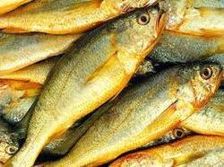 Yellow Croaker Fish - Fresh, Delicious, Nutrient-Rich | Perfect for Soups, Stews, and Large Recipes, Ideal for Hotels and Food Industries