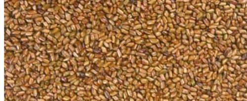 Cassia Torea Semen Seeds Capacity: 3-4 Person