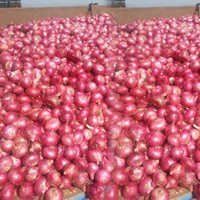 Red Onion