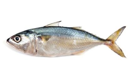 Fresh Mackerel Fishes