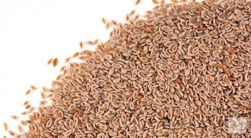 Dried Herbs Psyllium Seeds