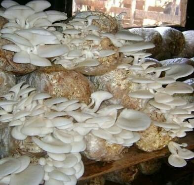 Oyster Mushroom