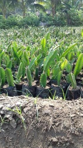 Dragon Fruit Plants