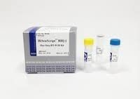 Dengue RG Quantitative Real Time PCR Kit