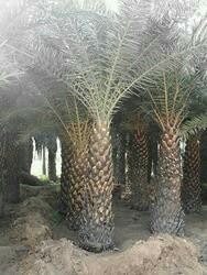 Date Palm Tree