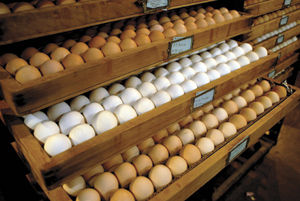 Egg Hatching Machines For Poultry Farms