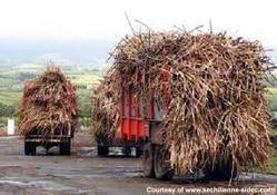 Bagasse