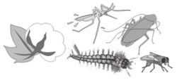 Deltamethrin Insecticide - Nonsystemic Synthetic Pyrethroid, Effective Against Lepidoptera & Coleoptera - Contact & Stomach Action