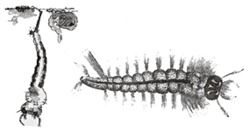 Triazophos Insecticide - Broad-Spectrum Organophosphorous Formula | Contact & Stomach Action, Deep Tissue Penetration, Controls Multiple Pests