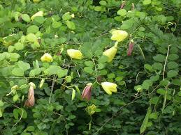 Bahunia Tomentosa Plant