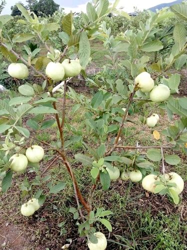 Guava Plant