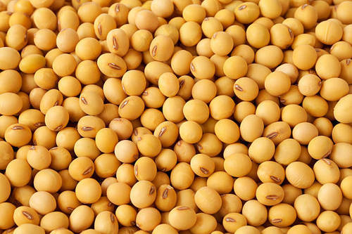 Natural Fresh Soyabean Seeds