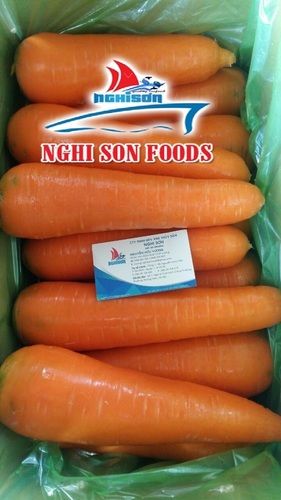 Fresh Orange Carrot (RC1-NS)