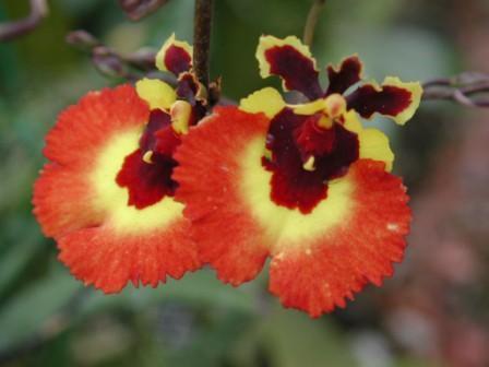 Oncidium Alliance Hybrids