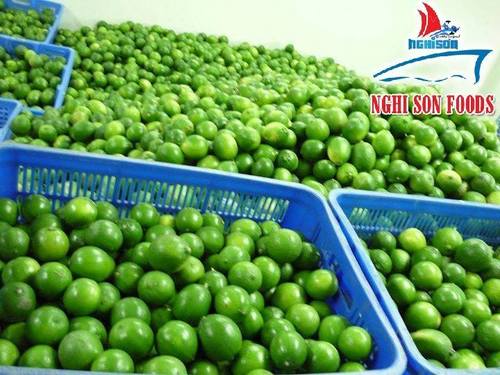 Seedless Lime By Nghi Son Foods Group - Agricutural Exim Co,.Ltd