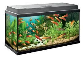 Decent Fish Aquarium