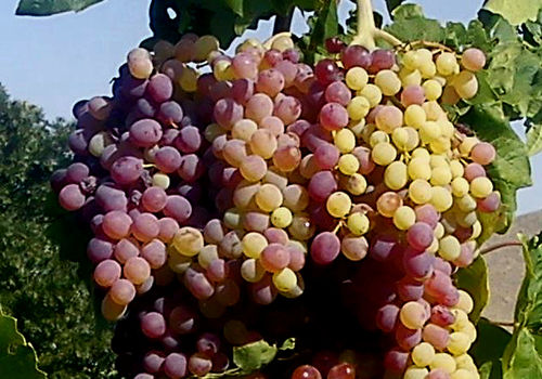 grapes