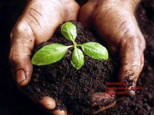 Organic Fertilizer