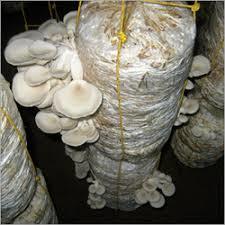 Oyster Mushroom