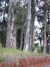 Eucalyptus 413 Clone Plant