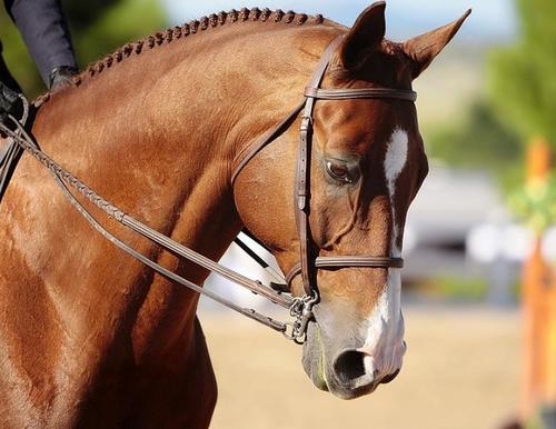 Feed Additive For Equine / Horse