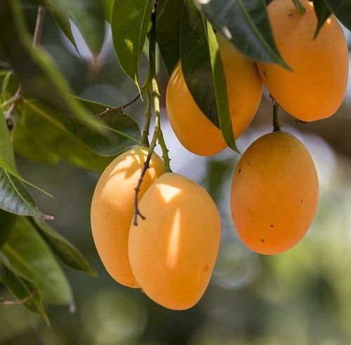 Mango Plant