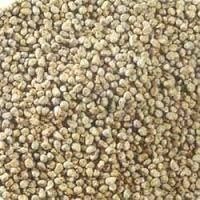Millet Great Sorghum (Jowar)