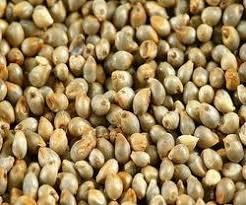 Bajra Seeds