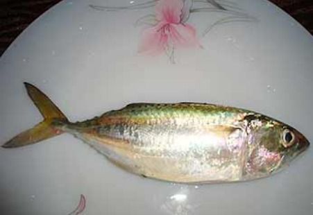 Frozen Mackerel Fish