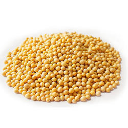 Soybean Seed