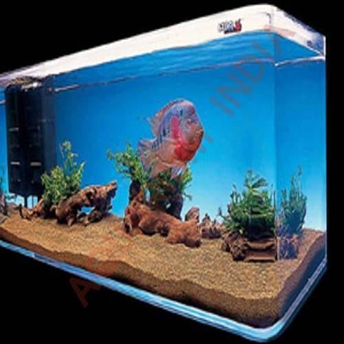 Flowerhorn Aquarium