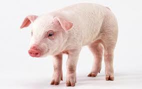 Pork Pig
