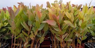 Clone Eucalyptus Plant