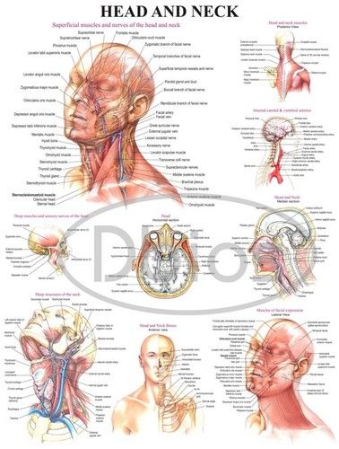 Head And Neck Charts