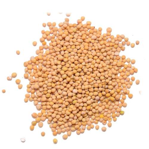 Mustard Seeds - 1-2 Millimeters in Diameter, Yellowish White to Black Color, Ideal for Spices and Culinary Uses