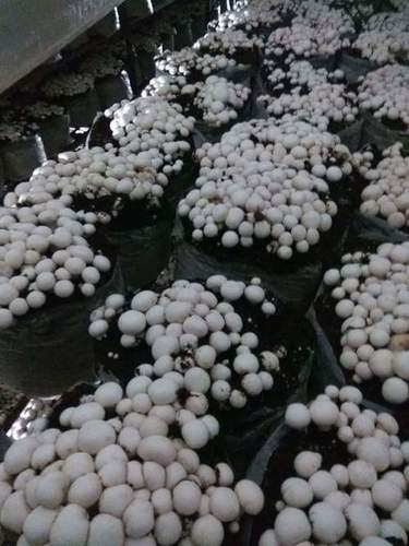 Fresh Button Mushroom Processing Type: Raw