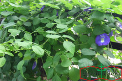 Clitoria Ternatea Extract