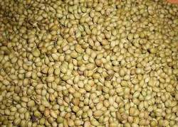 Coriander Seeds